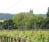 Weinberge in Meissen.jpg